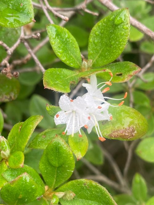 コメツツジ 安達太良山 植物 花